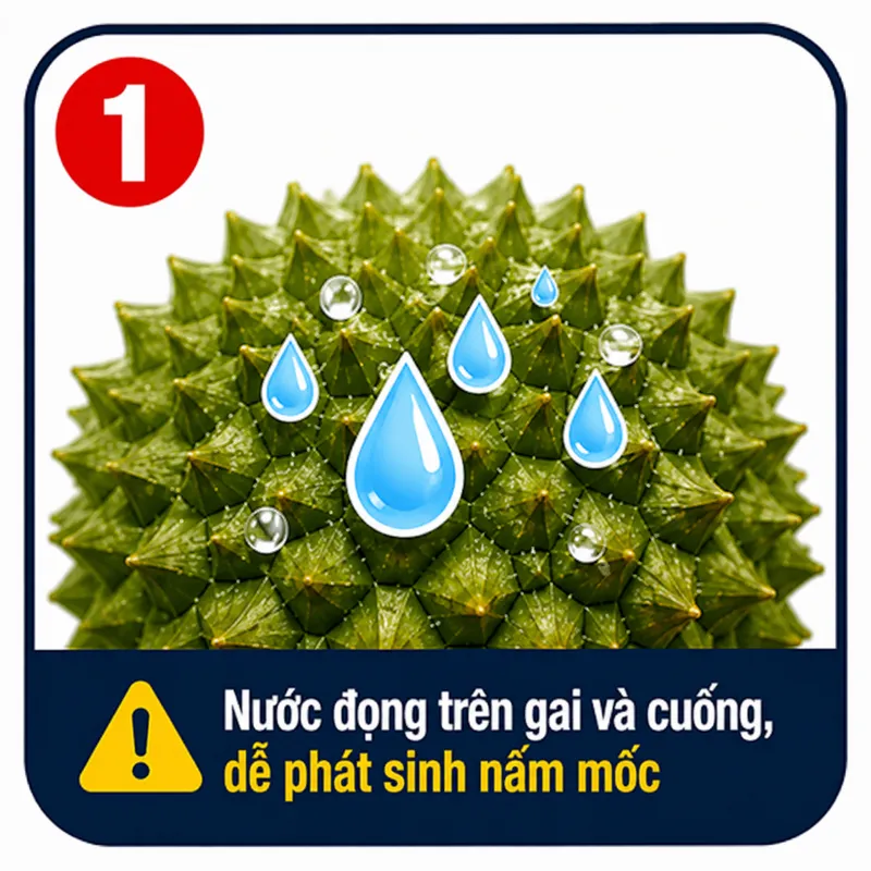 ĐỌNG NƯỚC TRÊN VỎ SẦU
